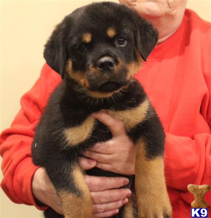 vonaslanrottweilers Picture 1